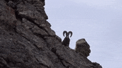 colorado GIF