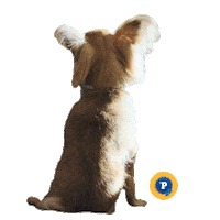 International Dog Day Sticker by PEDIGREE US