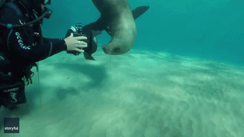 Seal Loves to See Its Reflection in Diver's Camera Lens
