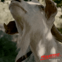 SignatureEntertainmentUK movie film movies wtf GIF