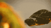 earth science california GIF by PBS