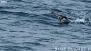 bbc one oceans GIF by BBC