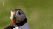 GIF by ARTE