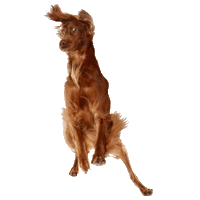 Flying Dog Sticker by Ollie Pets