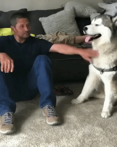 Did I Say Stop? Adorable Husky Demands All the Attention