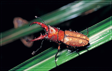 insect GIF