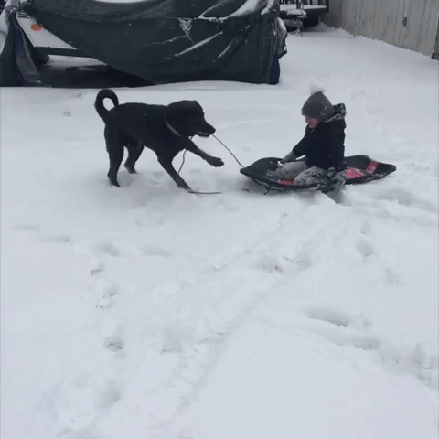 Laughing Child Enjoys Sled Ride With Dog in Kentucky Snow