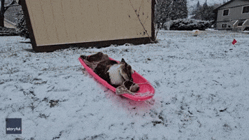 Snow-Loving Dog Goes Sledding in Wisconsin Backyard