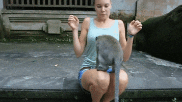 Monkeys GIF