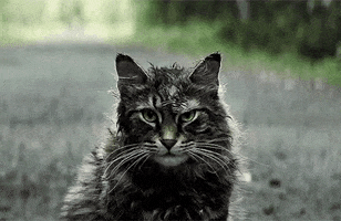 Pet Sematary Cat GIF