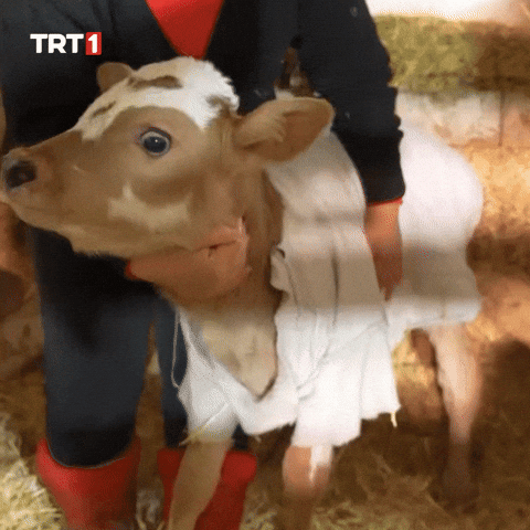 Fear What GIF by TRT
