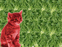 Hungry Cat GIF by audreyobscura