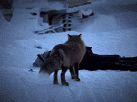 Season 8 Fox GIF by National Geographic Channel