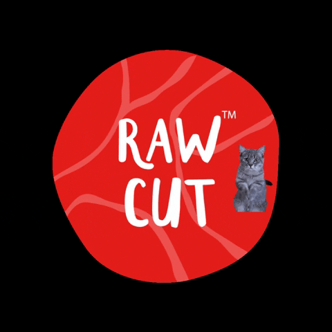 rawcut cat rawcut rawcutuae GIF