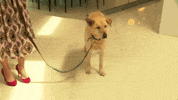 kathy griffin dog GIF by WHOSAY