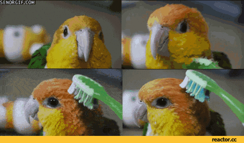 parrot GIF
