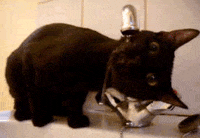 am GIF