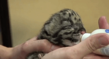 Twin Rare Clouded Leopards Born at Tampa Zoo