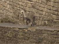 GIF by Random Goat