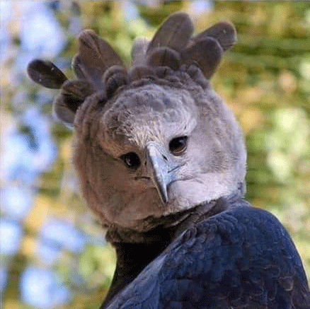Confused Harpyeagle GIF by CheekysBrand