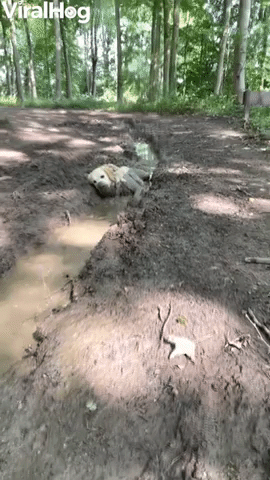 Mud Loving Doggy Relaxes in Sloppy Ditch