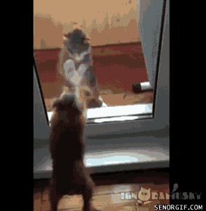 Cat Dogs GIF