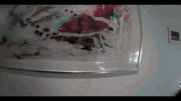 GIF by Harriet