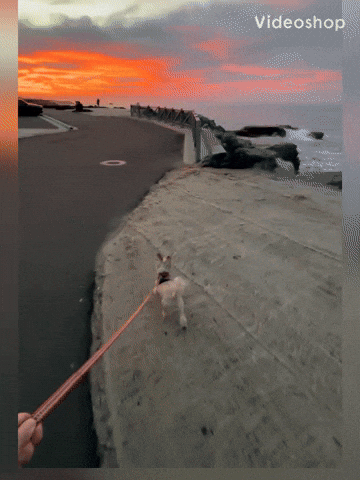 natalieserber giphyupload GIF