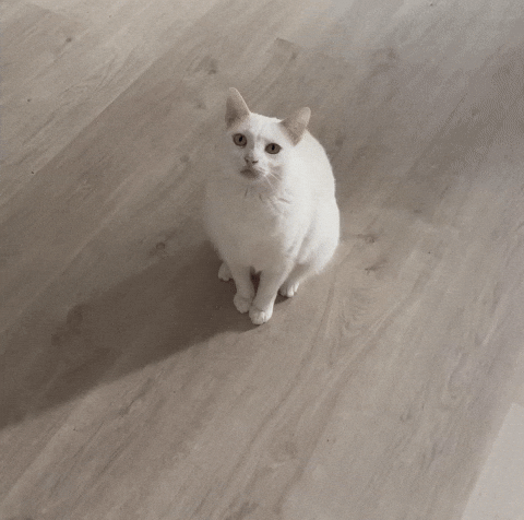 Flip Cat GIF