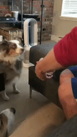 Sweet Dog Misinterprets #SnootChallenge, Gives Owner a Cuddle Instead