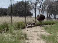 Get Lost Running GIF by DIIMSA Stock