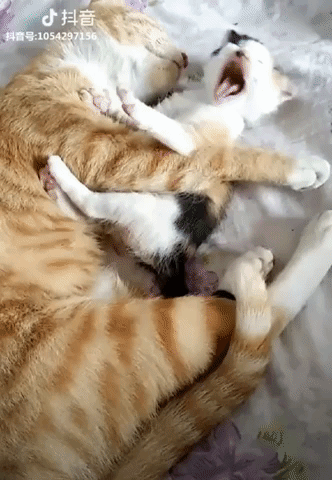 Video gif. A Baby Cat sleeping in Mama Cat's arms, yawns, and nuzzles Mama Cat's nose. Mama Cat pulls Baby Cat in close with a big squeeze hug, and Baby Cat nibbles and kisses mama's face as they fall back asleep.