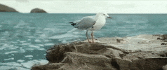 sony home ent GIF by The Shallows