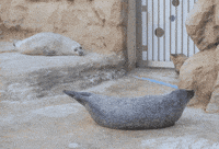 Seal GIF