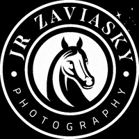 zaviasky horse portraits horsephotography horseinstagram GIF