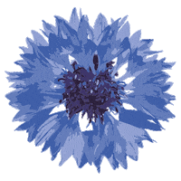 Kornblume Sticker by Yves Rocher