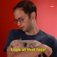 Pig Bacon GIF by BuzzFeed