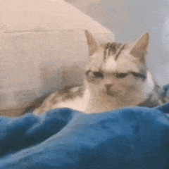 sleepy cat GIF