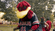 Sc GIF by University of South Carolina