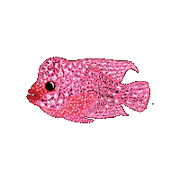 Fish Pez Sticker