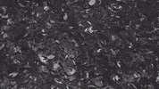Hip Hop Rap GIF by Freezy Trap