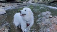 Hiking with Great Pyrenees