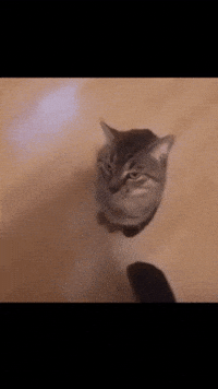 Bonk Flying Car GIF