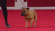 Happy Here We Go GIF by American Kennel Club