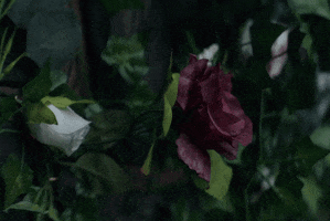 Country Music Flower GIF by Lee Brice