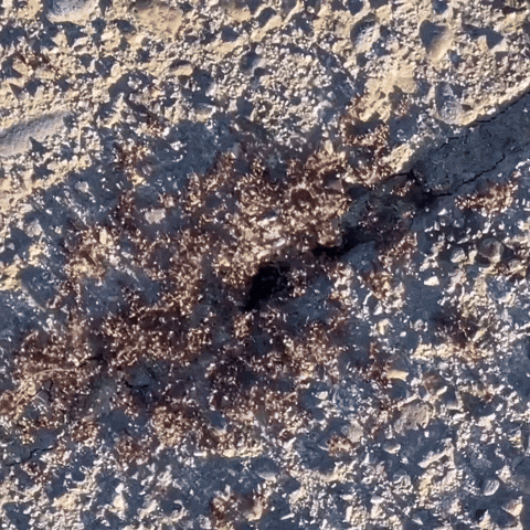 Hungry Bugs GIF