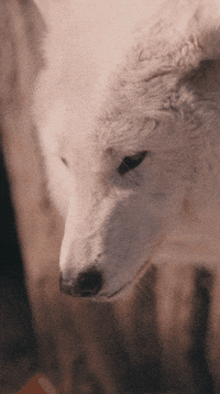 Arctic Wolf GIF by Valley Zoo Development Society
