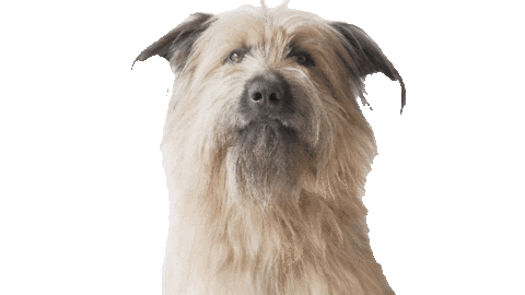 Relamido Sticker by Vínculo Norte