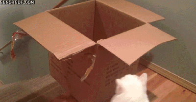 cat box GIF by Cheezburger