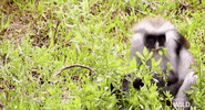 worldâs deadliest GIF by Nat Geo Wild 